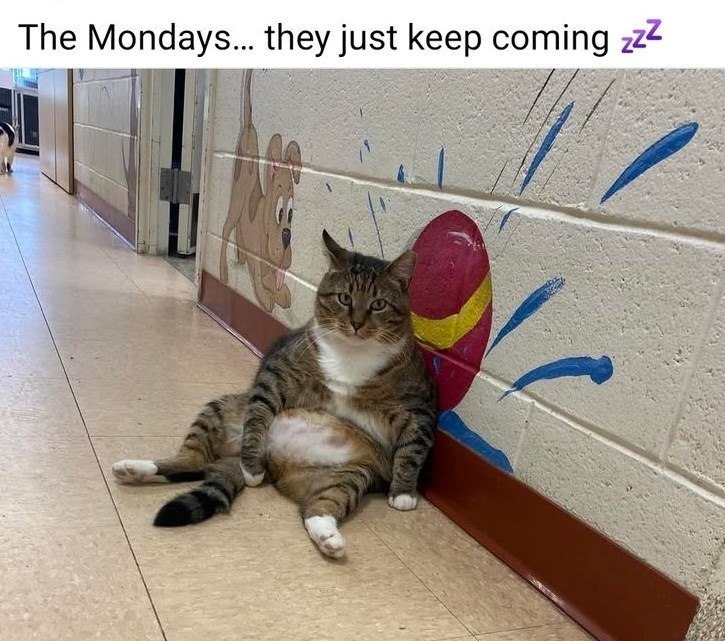 The Mondays... they just keep coming zzz