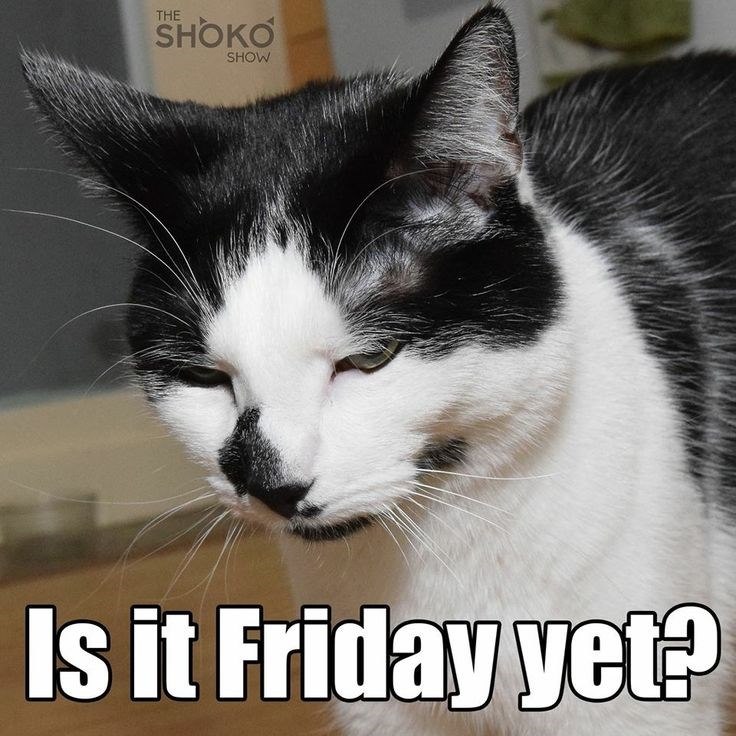 THE SHOKO SHOW Is it Friday yet?