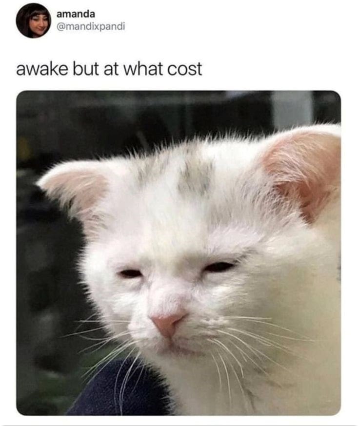 amanda @mandixpandi awake but at what cost