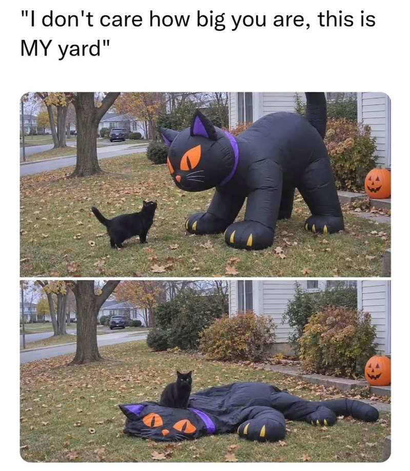 "I don't care how big you are, this is MY yard"