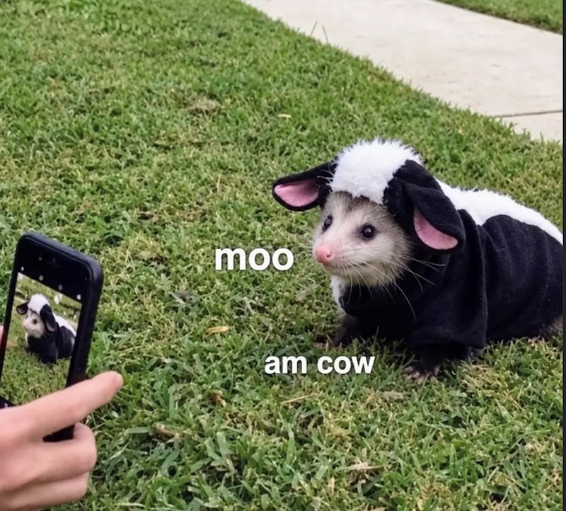 moo am cow