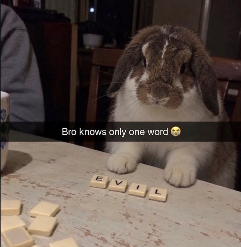 Bro knows only one word E