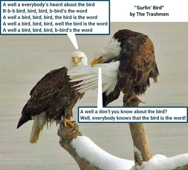 A well a everybody's heard about the bird B-b-b bird, bird, bird, b-bird's the word A well a bird, bird, bird, the bird is the word A well a bird, bird, bird, well the bird is the word A well a bird, bird, bird, b-bird's the word "Surfin' Bird" by The Trashmen A well a don't you know about the bird? Well, everybody knows that the bird is the word!