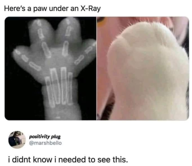 Here's a paw under an X-Ray positivity plug @marshbello i didnt know i needed to see this.