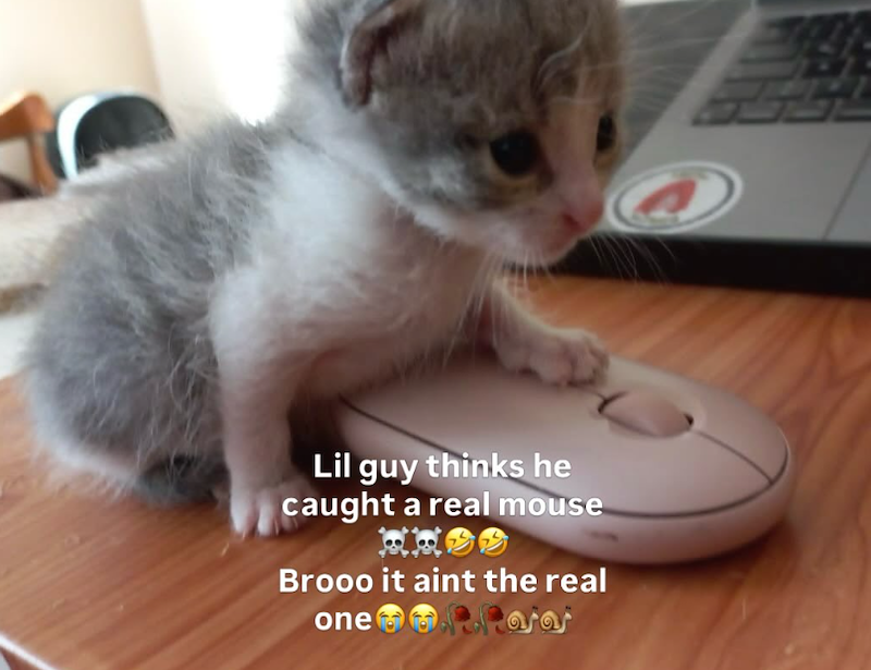 Lil guy thinks he caught a real mouse Brooo it aint the real one aas