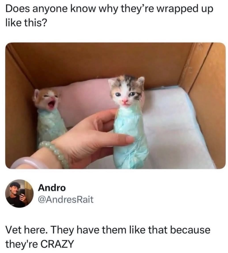 Does anyone know why they're wrapped up like this? Andro @AndresRait Vet here. They have them like that because they're CRAZY