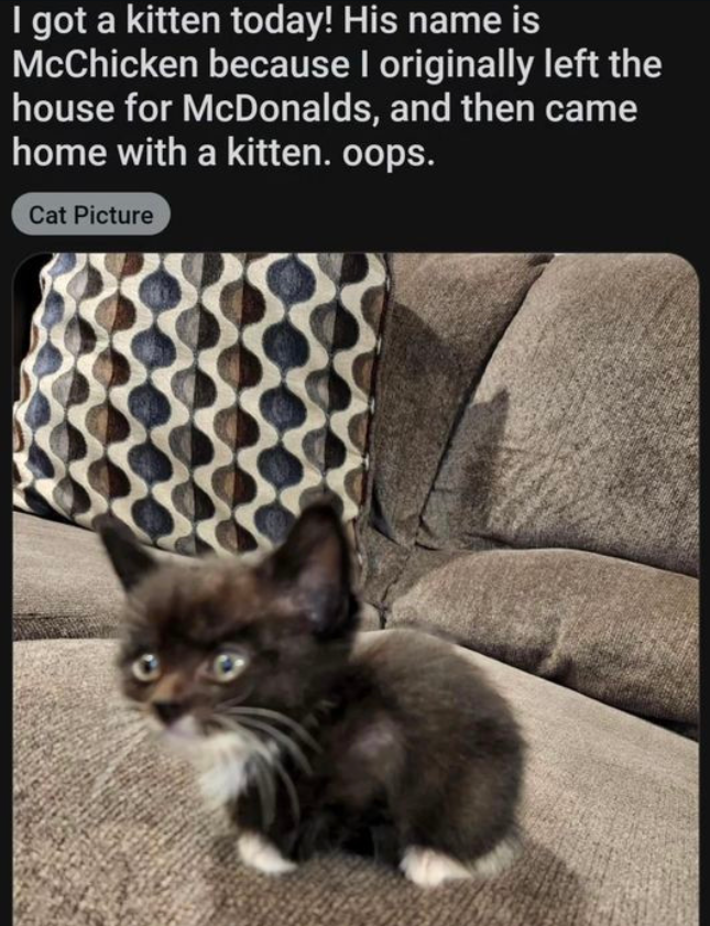 I got a kitten today! His name is McChicken because I originally left the house for McDonalds, and then came home with a kitten. oops. Cat Picture
