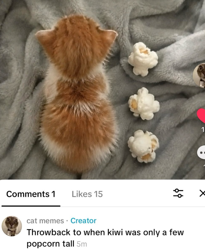 Comments 1 Likes 15 لول 응 cat memes • Creator Throwback to when kiwi was only a few popcorn tall 5m 1.