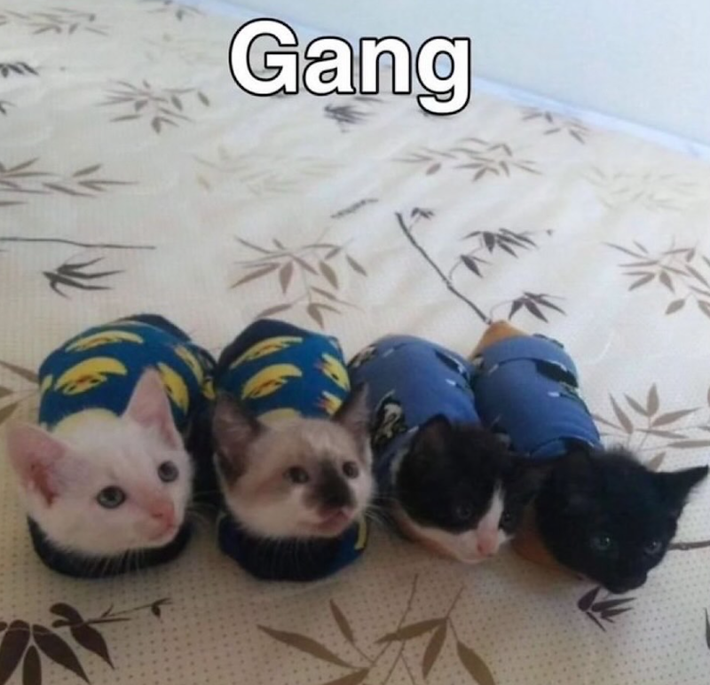 Gang