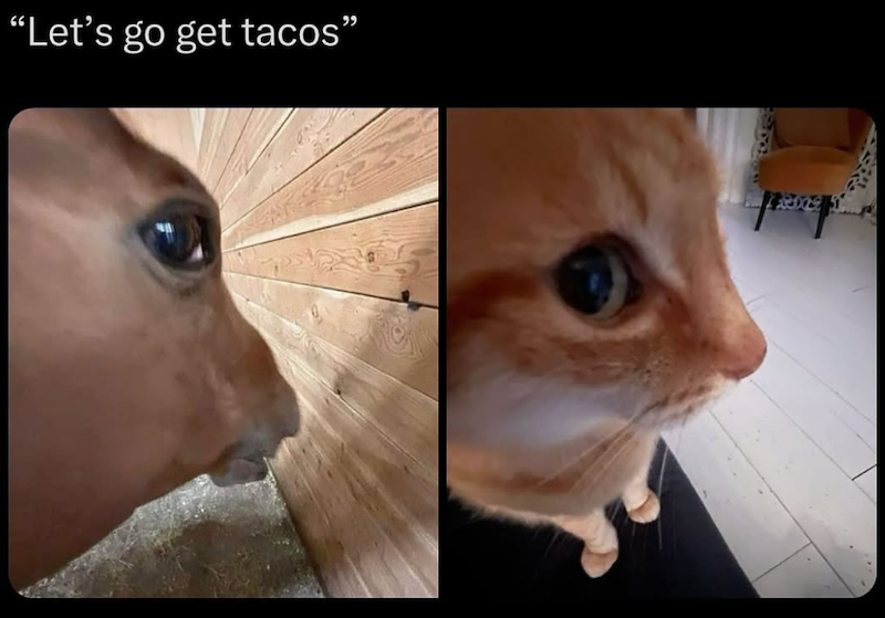 "Let's go get tacos”