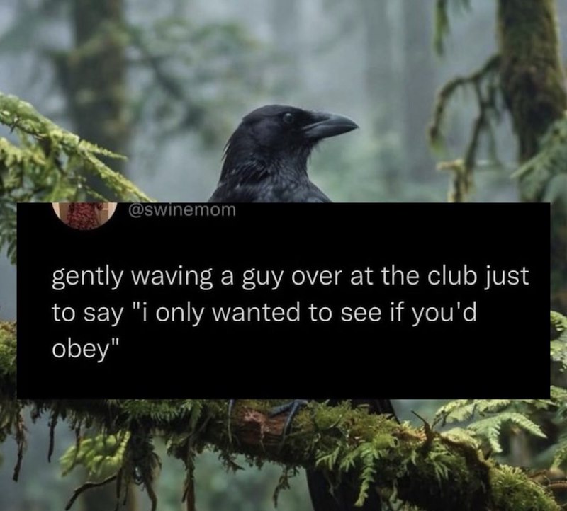 @swinemom gently waving a guy over at the club just to say "i only wanted to see if you'd obey"