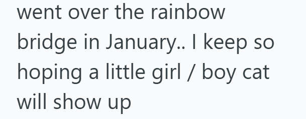 went over the rainbow bridge in January.. I keep so hoping a little girl/boy cat will show up