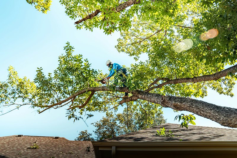Tree removal crew using heavy equipment to remove a large tree trunk from a residential property.