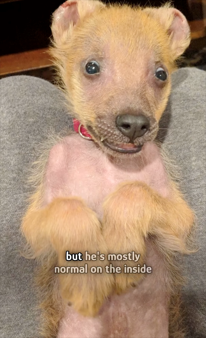 but he's mostly normal on the inside