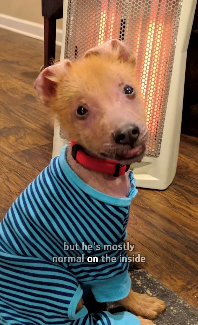 but he's mostly normal on the inside