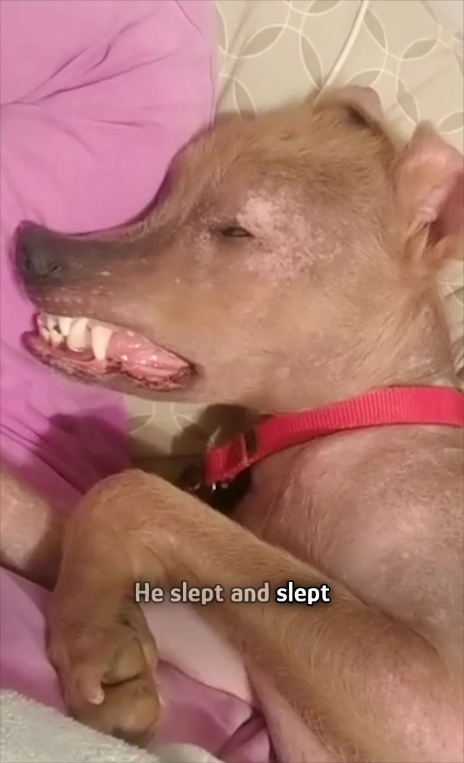 He slept and slept