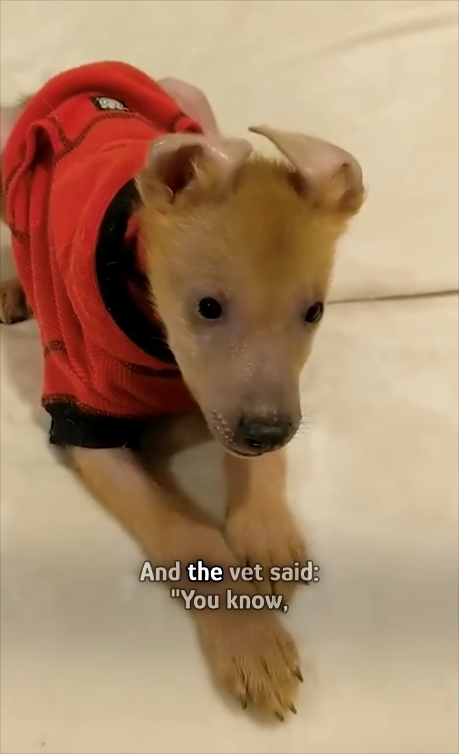 And the vet said: "You know,
