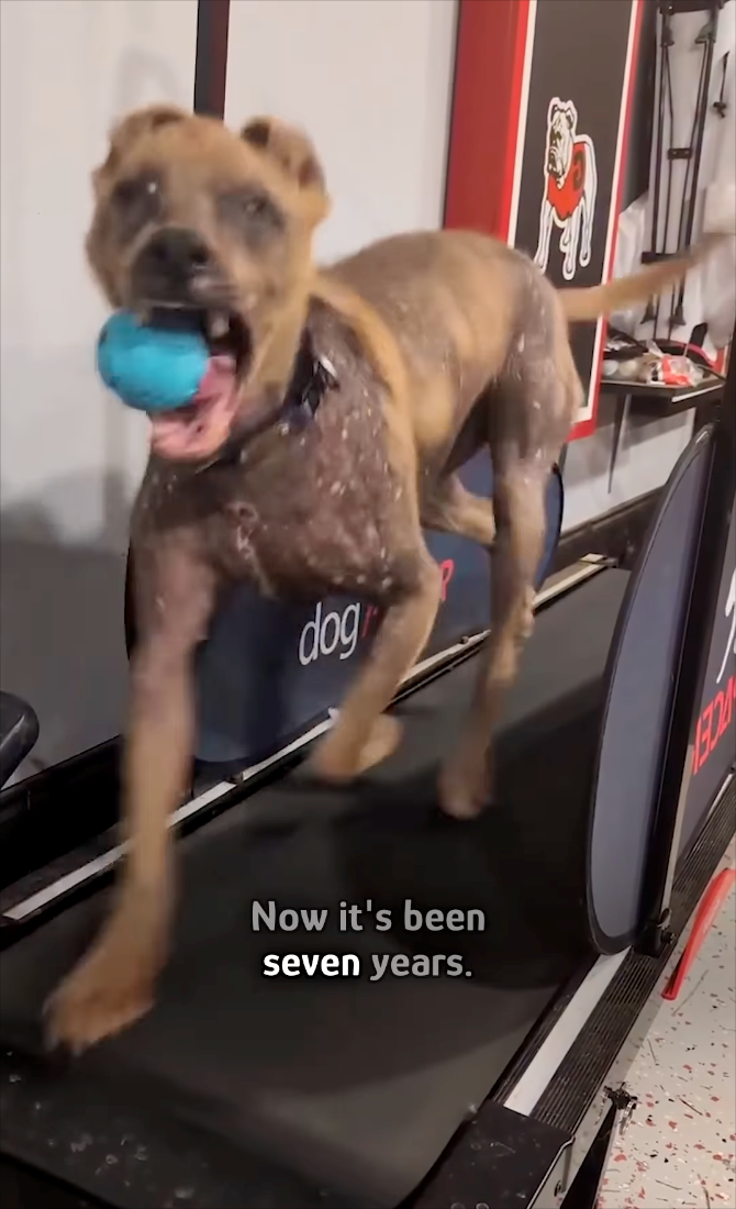 dog Now it's been seven years.