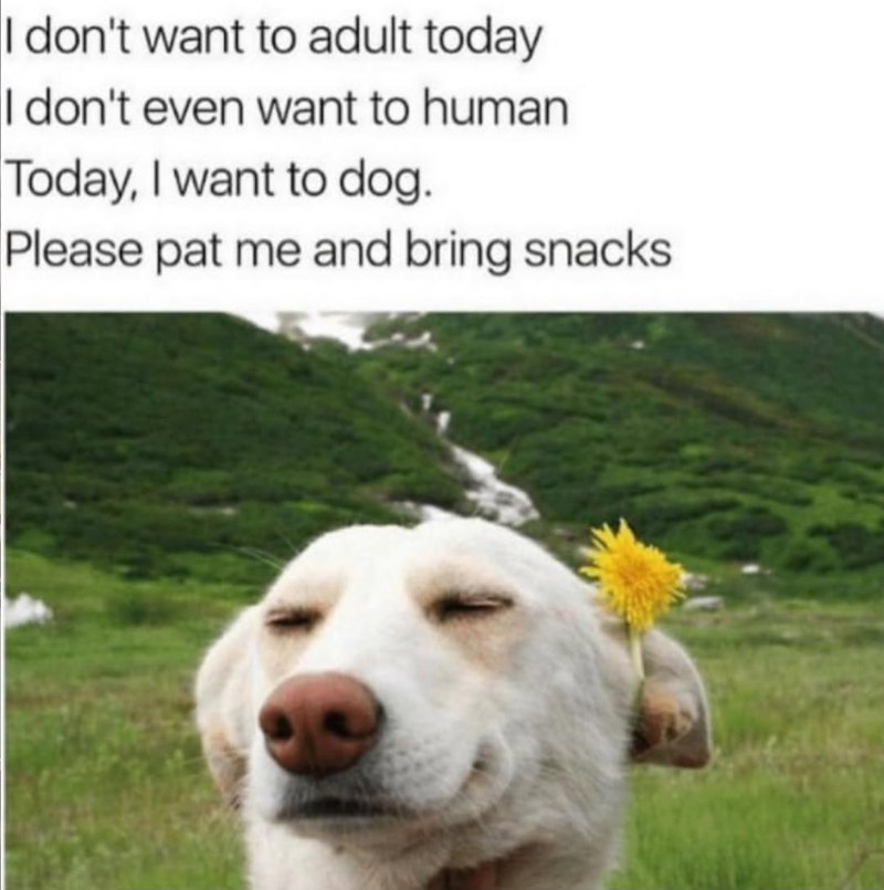 I don't want to adult today I don't even want to human Today, I want to dog. Please pat me and bring snacks