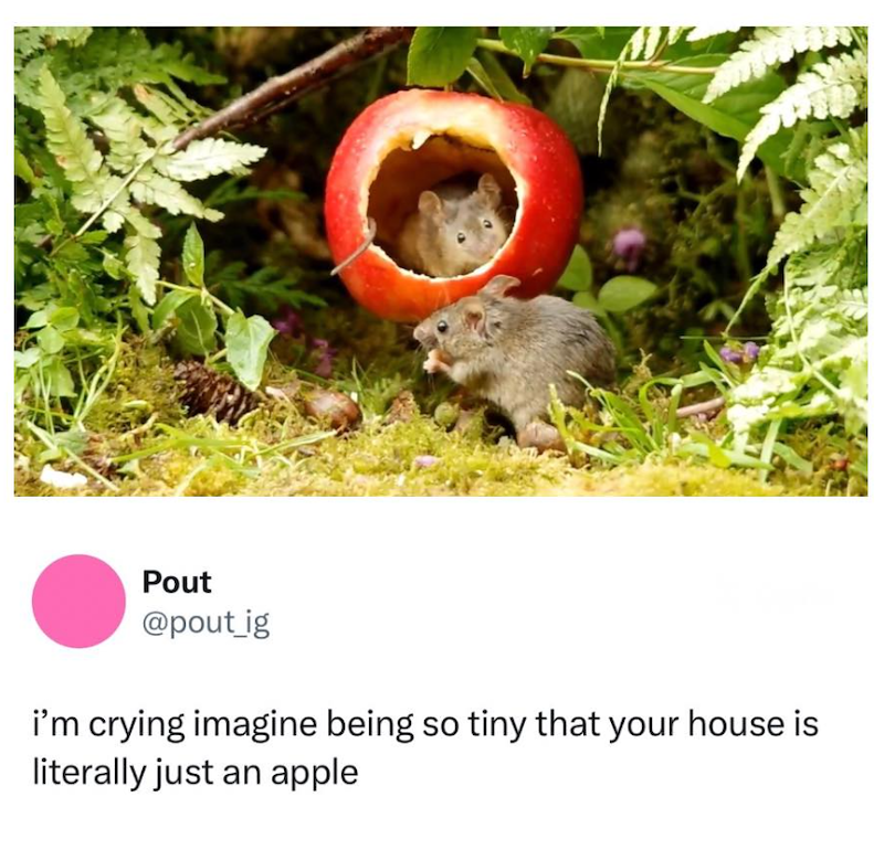 Pout @pout_ig i'm crying imagine being so tiny that your house is literally just an apple