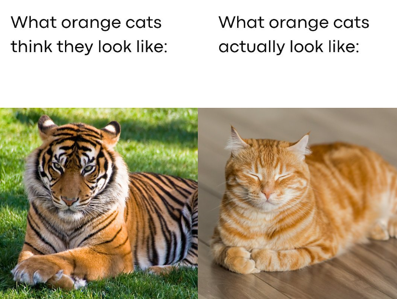 What orange cats think they look like: What orange cats actually look like: