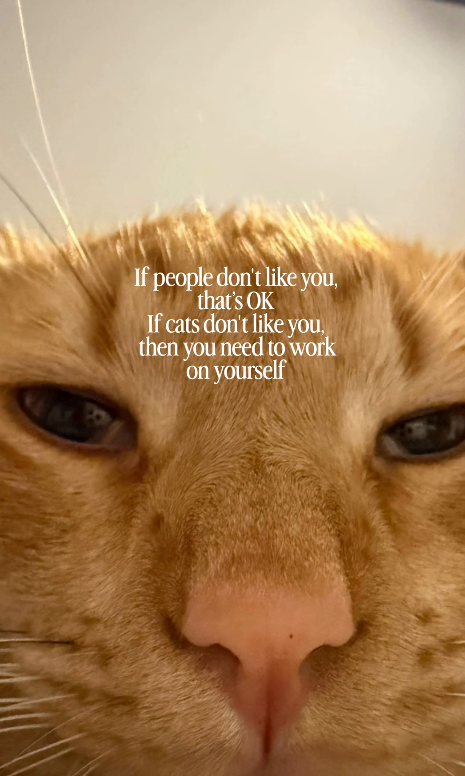 9 If people don't like you, that's OK If cats don't like you, then you need to work on yourself
