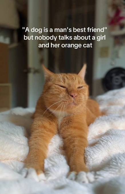 "A dog is a man's best friend" but nobody talks about a girl and her orange cat 400