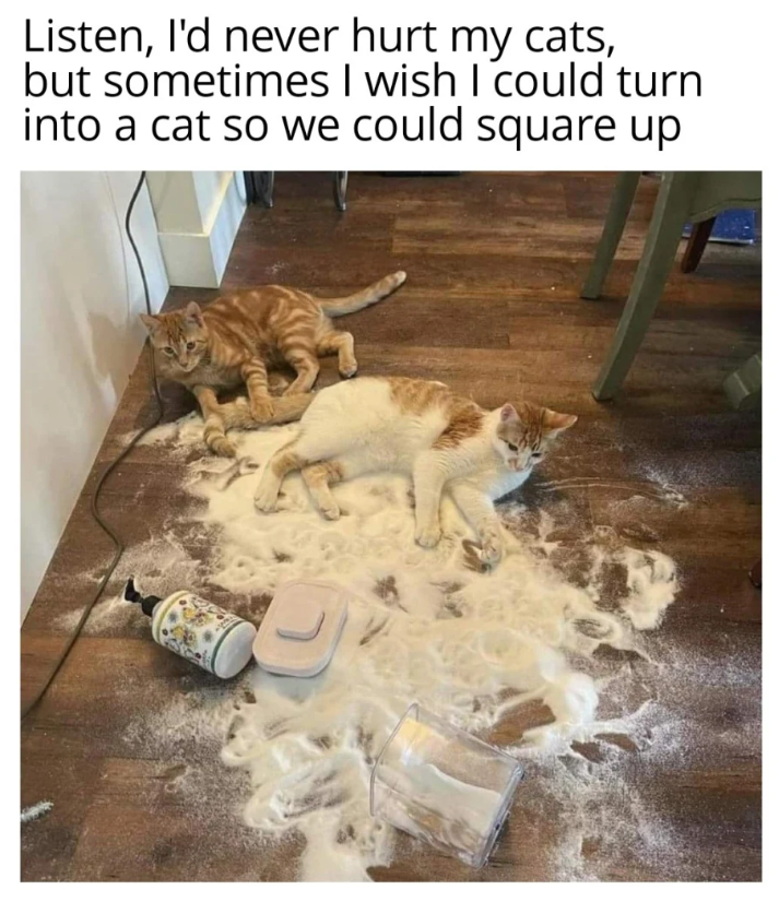 Listen, I'd never hurt my cats, but sometimes I wish I could turn into a cat so we could square up