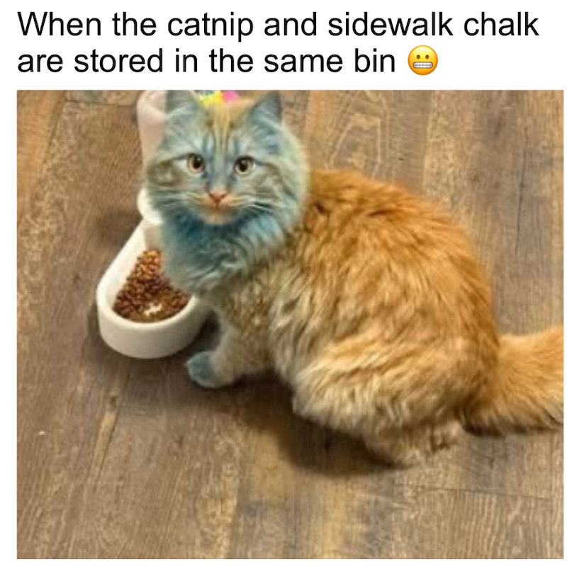 When the catnip and sidewalk chalk are stored in the same bine