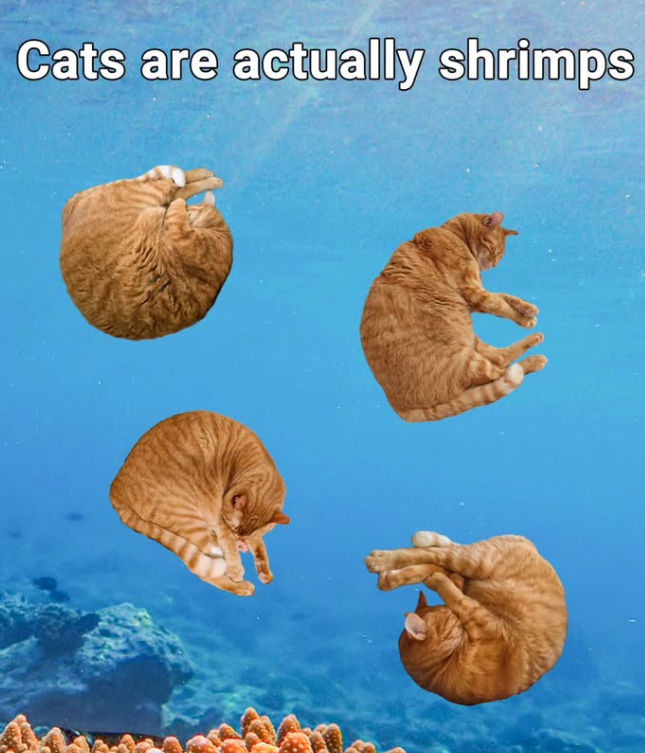 Cats are actually shrimps