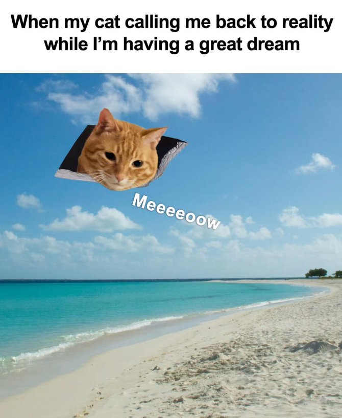 When my cat calling me back to reality while I'm having a great dream Meeeeoow