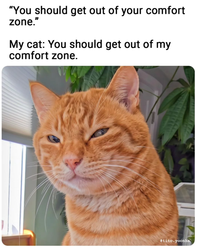 "You should get out of your comfort zone." My cat: You should get out of my comfort zone. @tito.yoonha