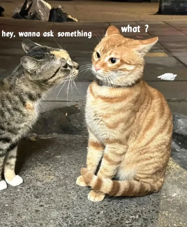 what? hey, wanna ask something