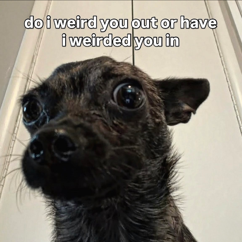 do i weird you out or have i weirded you in