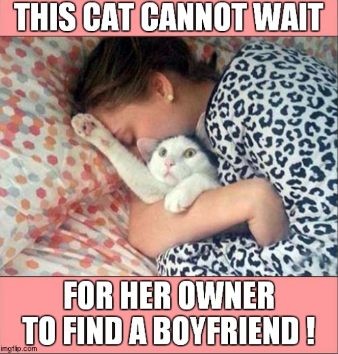 THIS CAT CANNOT WAIT FOR HER OWNER TO FIND A BOYFRIEND! imgflip.com