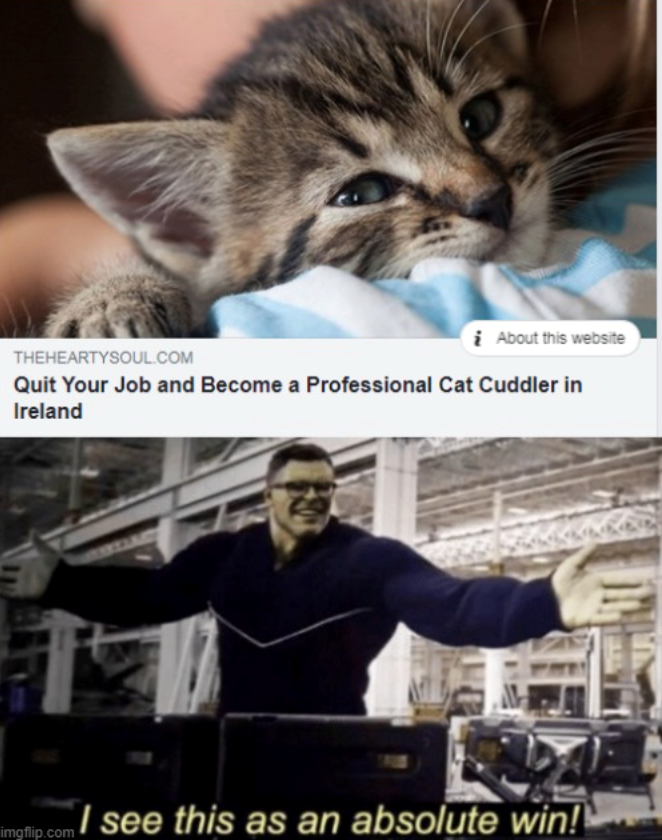 About this website THEHEARTYSOUL.COM Quit Your Job and Become a Professional Cat Cuddler in Ireland AIRLING imgflip.com I see this as an absolute win!