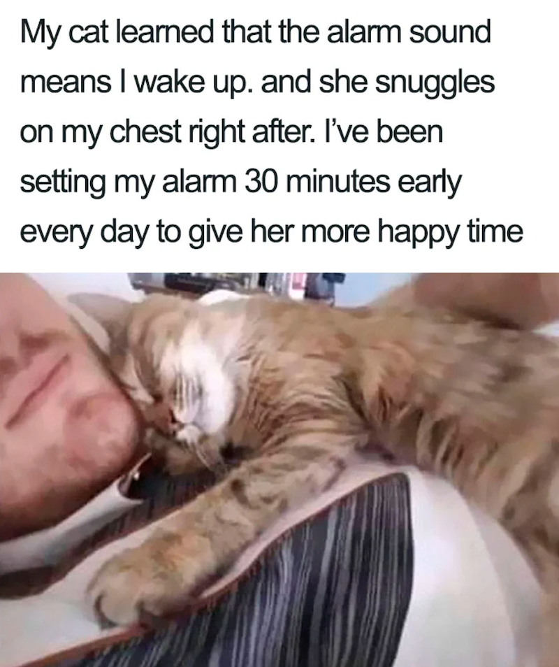 My cat learned that the alarm sound means I wake up. and she snuggles on my chest right after. I've been setting my alarm 30 minutes early every day to give her more happy time