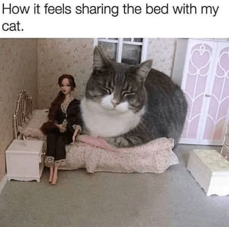 How it feels sharing the bed with my cat.