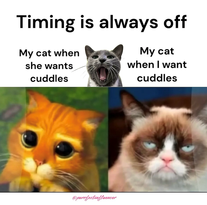 Timing is always off My cat when she wants cuddles My cat when I want cuddles @purrfectinfluencer