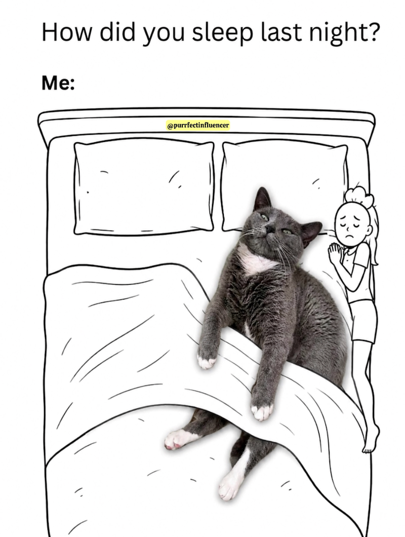 How did you sleep last night? Me: @purrfectinfluencer