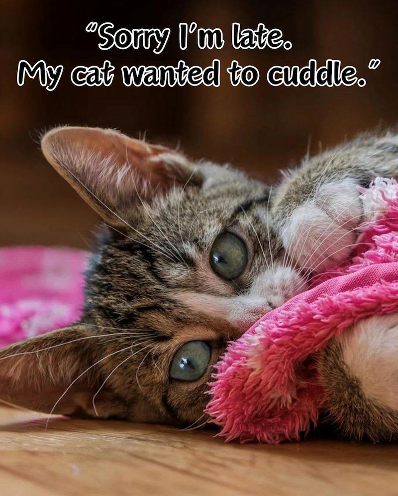 "Sorry I'm late. My cat wanted to cuddle. 00
