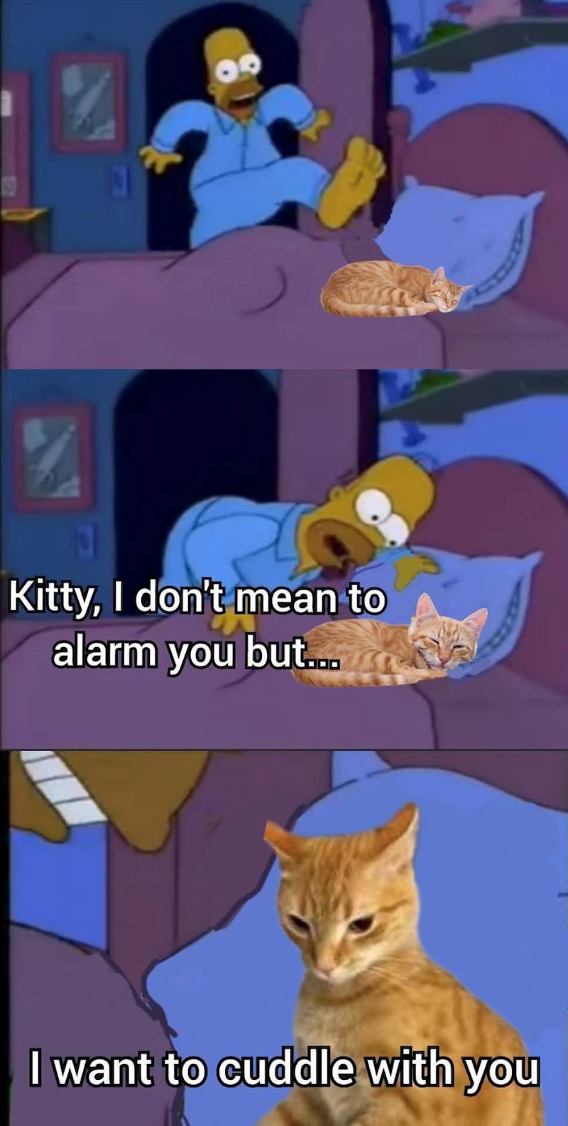 N Kitty, I don't mean to alarm you but... I want to cuddle with you