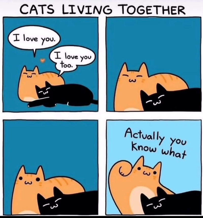 CATS LIVING TOGETHER I love you. I love you too. Actually you Know what Õ་ལོམ