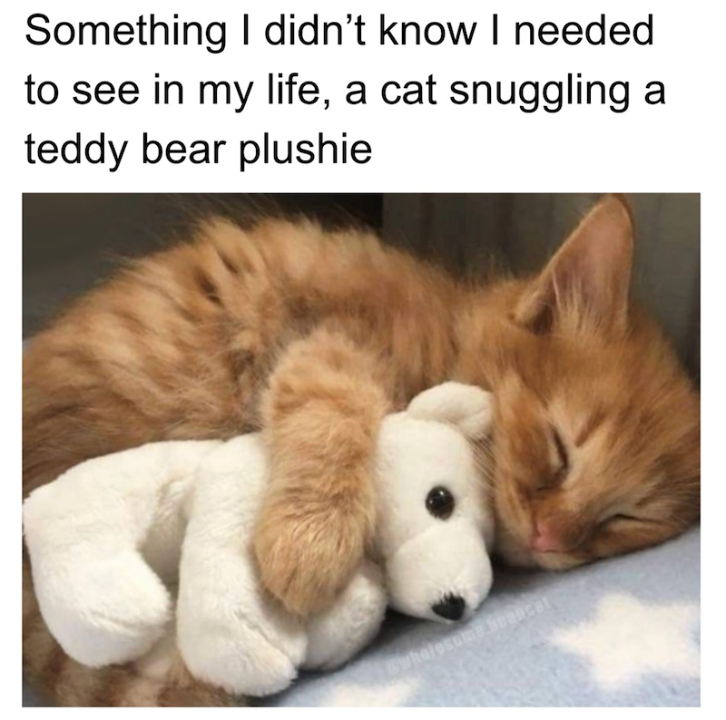 Something I didn't know I needed to see in my life, a cat snuggling a teddy bear plushie @wholesome.beancat