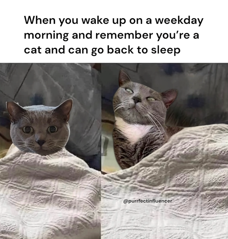When you wake up on a weekday morning and remember you're a cat and can go back to sleep @purrfectinfluencer