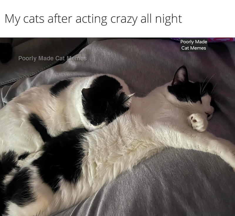 My cats after acting crazy all night Poorly Made Cat Memes Poorly Made Cat Memes