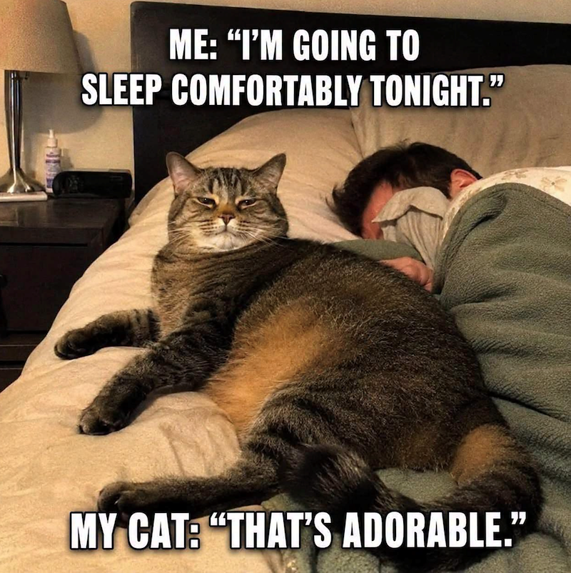 ME: "I'M GOING TO SLEEP COMFORTABLY TONIGHT." MY CAT: "THAT'S ADORABLE."