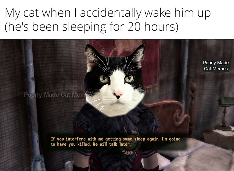 My cat when I accidentally wake him up (he's been sleeping for 20 hours) Poorly Made Cat Meme If you interfere with me getting some sleep again, I'm going to have you killed. We will talk later. Poorly Made Cat Memes