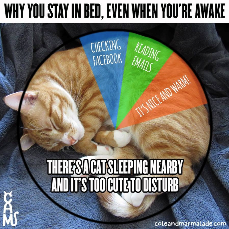 D MS WHY YOU STAY IN BED, EVEN WHEN YOU'RE AWAKE READING CHECKING FACEBOOK EMAILS IT'S NICE AND WARM! THERE'S A CAT SLEEPING NEARBY AND IT'S TOO CUTE TO DISTURB coleandmarmalade.com