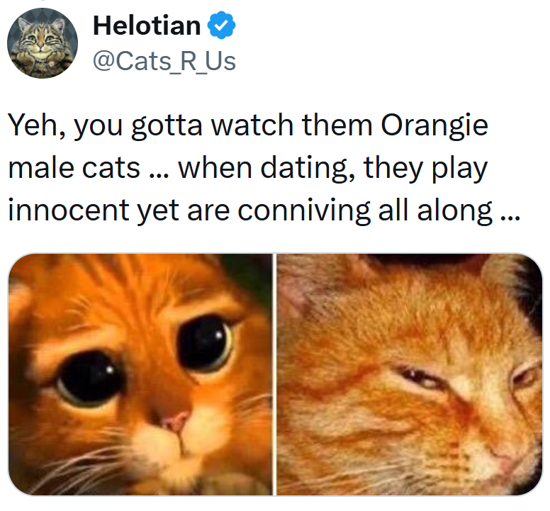 Helotian @Cats_R_Us Yeh, you gotta watch them Orangie male cats... when dating, they play innocent yet are conniving all along...